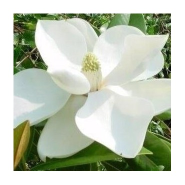 Magnolia grandiflora Francois Treyve - pot Ø 17 cm