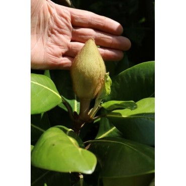 Magnolia grandiflora Francois Treyve - pot Ø 17 cm
