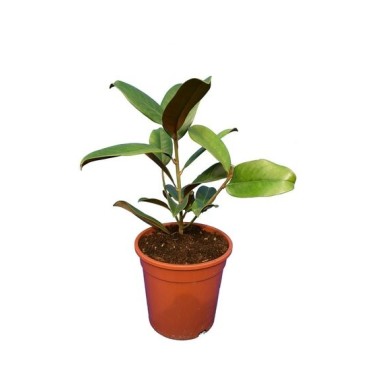 Magnolia grandiflora Francois Treyve - pot Ø 17 cm