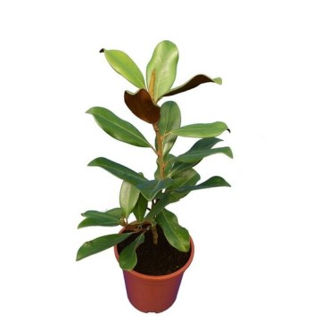 Magnolia grandiflora Nantais - pot Ø 17 cm