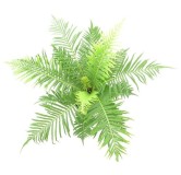 Blechnum gibbum Silver Lady Singletrunk - pot Ø 23 cm
