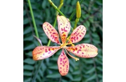 Belamcanda (Iris tigré)
