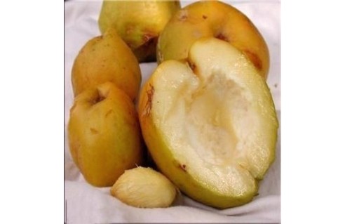 Casimiroa (Sapote blanche, Pomme mexicaine) 