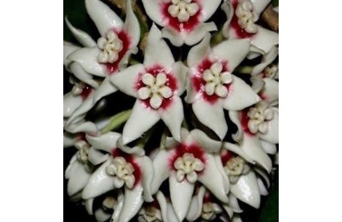 Fleurs de porcelaine (Hoya)