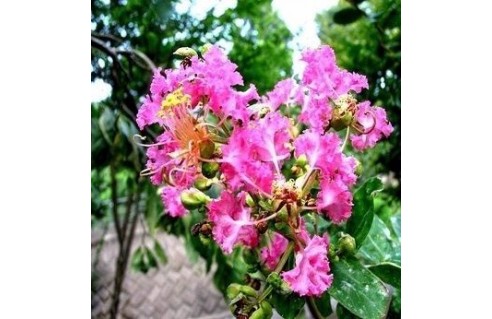 Lagerstroemia (Lilas des Indes) 