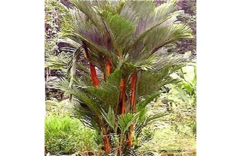 Palmier à tronc rouge, Palmier rouge à lèvres (Cyrtostachys)