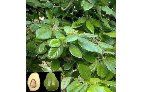 Persea (Avocatier, Avocat)