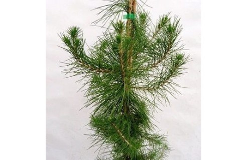 Pinus (Pin)