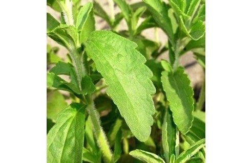 Plante sucrante (Stevia)