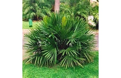 Rhapidophyllum (Palmier aiguille) 