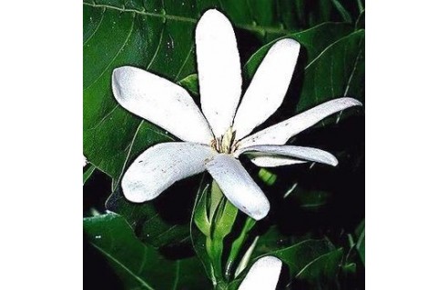Tiaré de Tahiti (Gardenia)