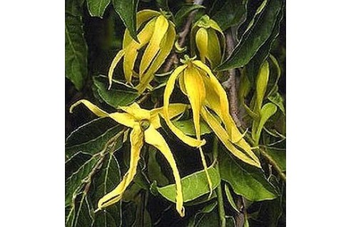 Ylang-Ylang, Arbre à parfum (Cananga)