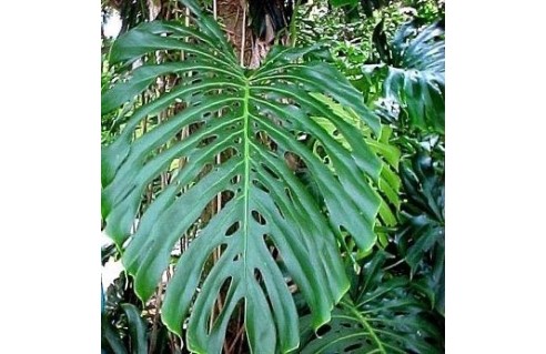 monstera-philodendron-a-fruits-fruit-delicieux