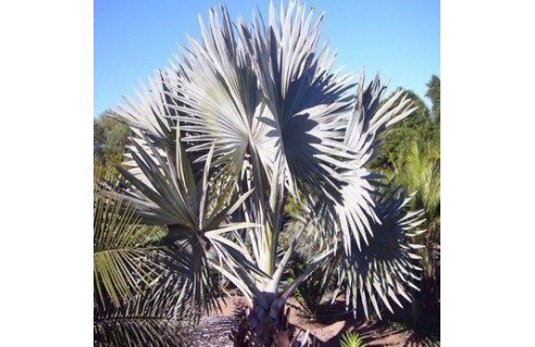 Vente en ligne de palmiers exotiques et tropicaux à petits prix toute l'année !