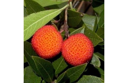 Arbre à fraises, Arbousier, (Arbutus)