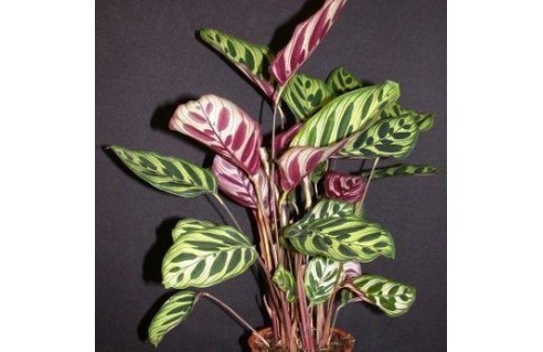 Vente en ligne de plantes exotiques et tropicales à petits prix toute l'année !