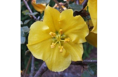 fremontodendron-californicum