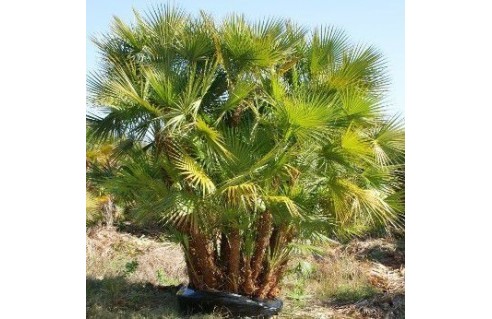 Acoelorraphe wrightii (Palmier des Everglades) Acoelorrhaphe