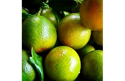 Orange amère, citrus aurantium, Bigaradier, Bouquetier