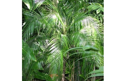Lytocaryum weddellianum palmier du brésil