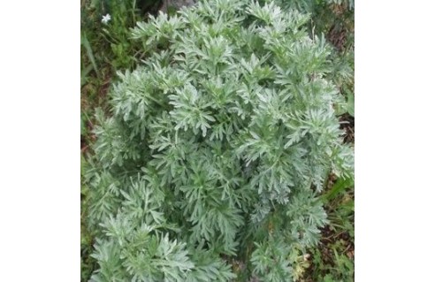 Artemisia (Absinthe)