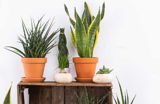 plantes-interieur.jpg