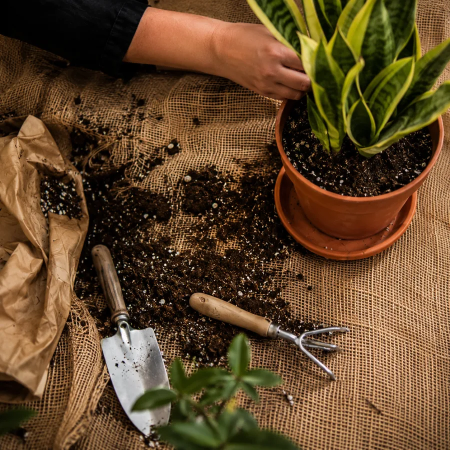 Rempotez vos plantes