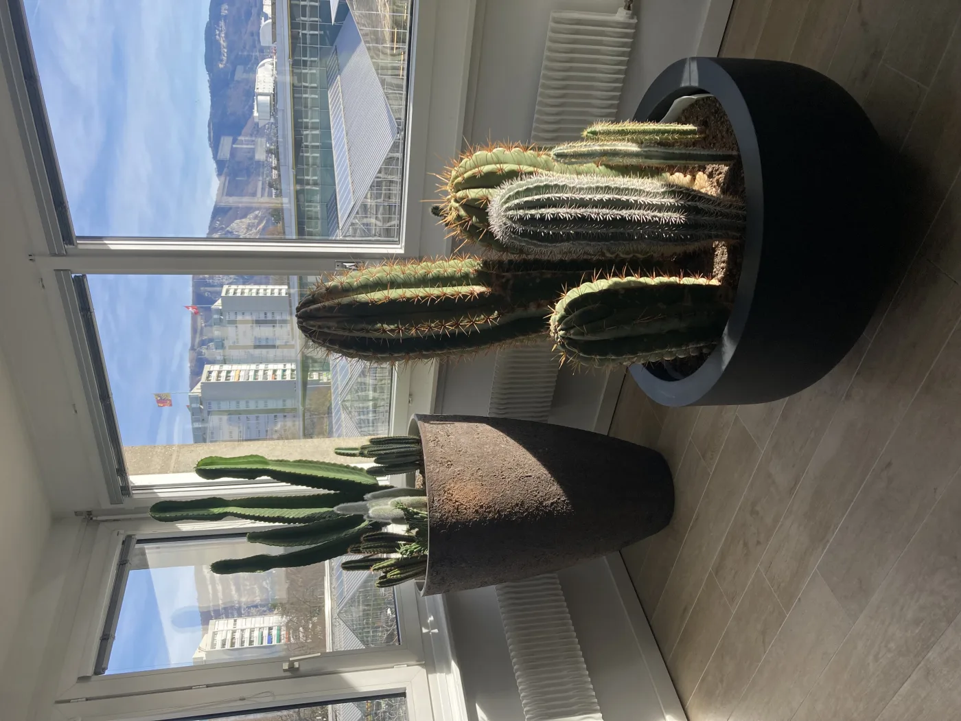 image plantes 1 IMG_0546.JPG