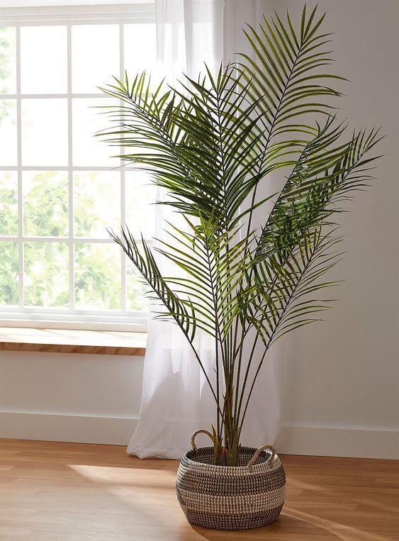 plante