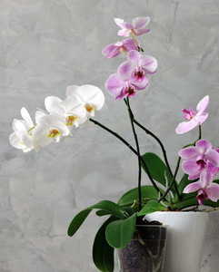 plante-orchidees
