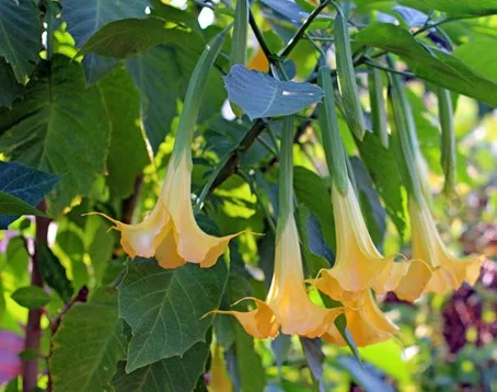Datura arbustif Image1.jpg