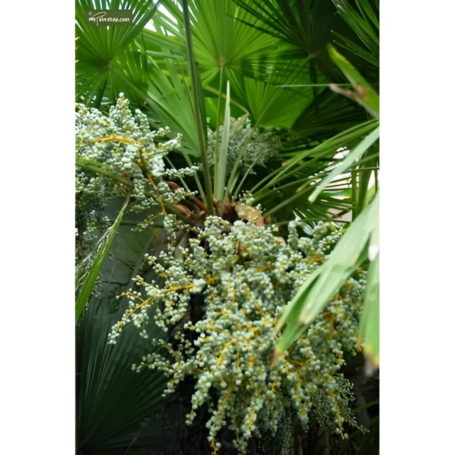 Ensete ventricosum Maurelii image3.jpeg