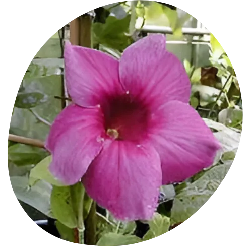 vanille2260-vanilla-planifolia-html%20(3).png