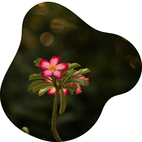 vanille2260-vanilla-planifolia-html%20(5).png