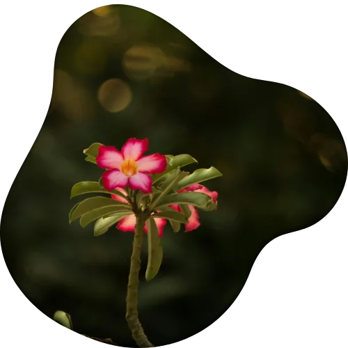 vanille2260-vanilla-planifolia-html%20(5).png