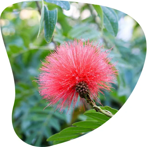 vanille2260-vanilla-planifolia-html%20(6).png