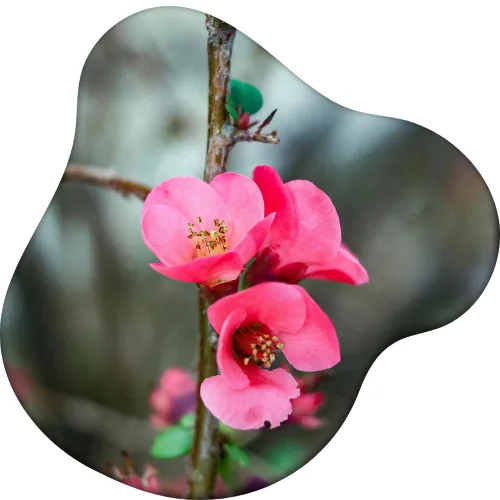 vanille2260-vanilla-planifolia-html%20(7).png