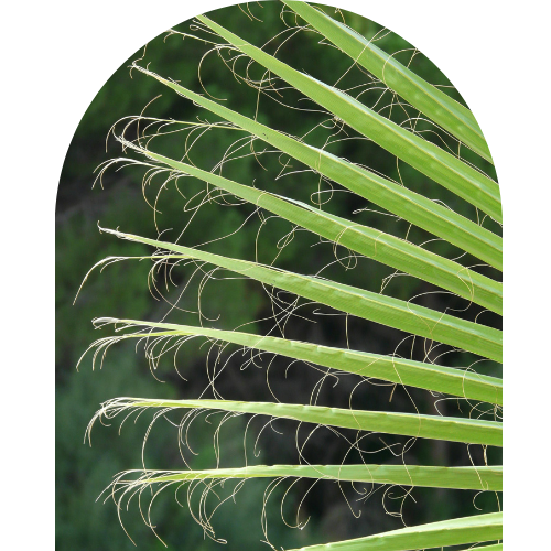 vanille2260-vanilla-planifolia-html%20(8).png