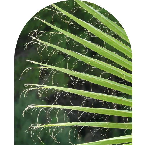 vanille2260-vanilla-planifolia-html%20(8).png