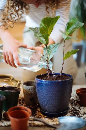 Traitement de l’eau pour les plantes