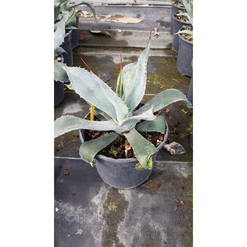Agave aff. colorata 'Suprême' / Conteneur de 2 à 2.9 litres