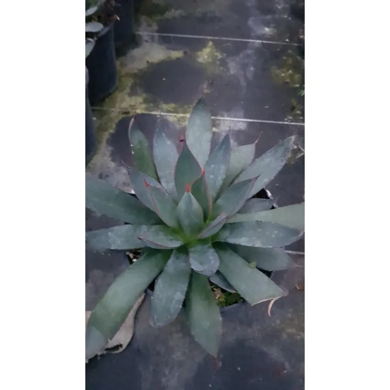 Agave x 'Blue Ember' / Conteneur de 2 à 2.9 litres