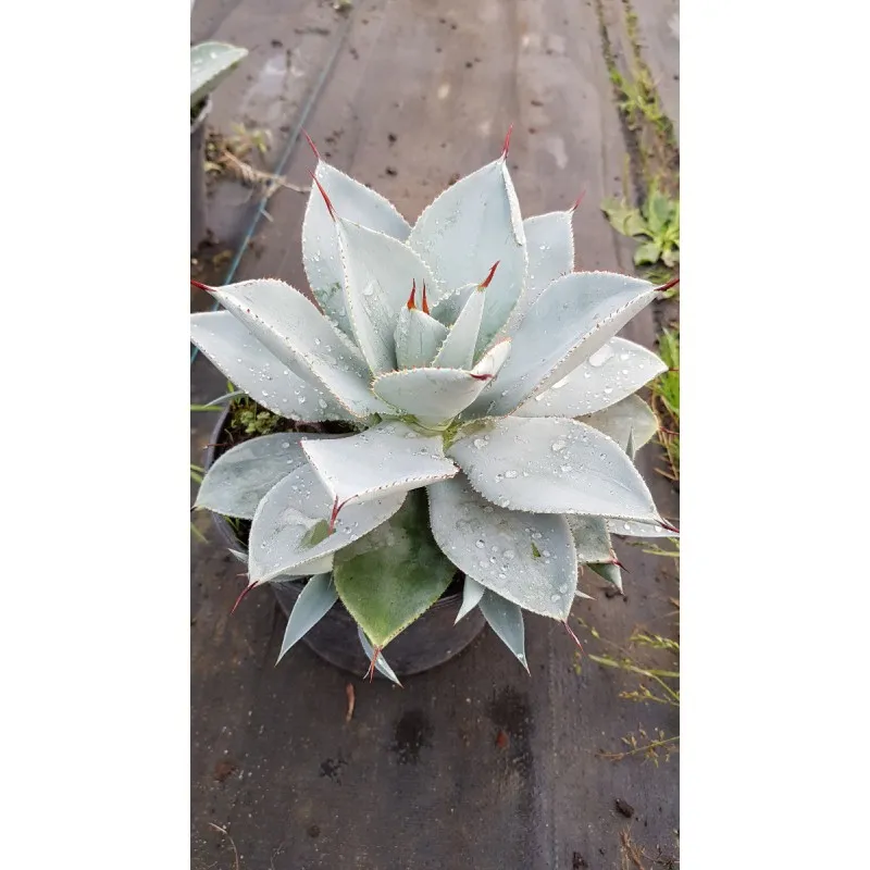 Agave pygmae 'Dragon Toes' / Conteneur de 2 à 2.9 litres