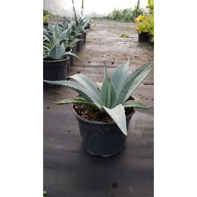 Agave gigantea 'Franzosinii' / Conteneur de 2 à 2.9 litres