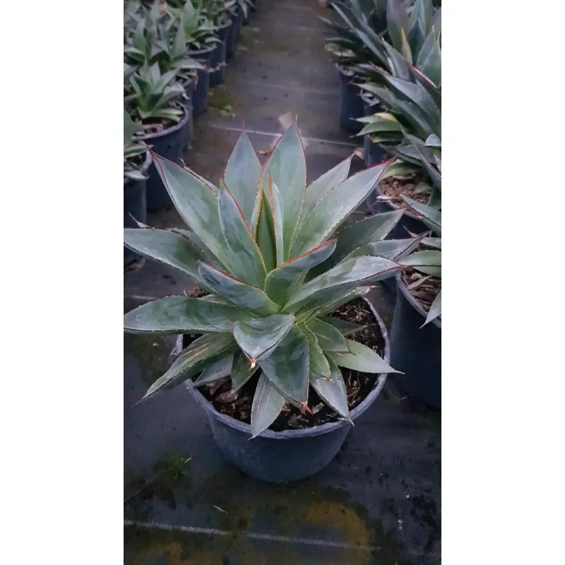 Agave attenuata 'Blue glow' / Agave à Cou de Cygne Bleu / Conteneur de 2 à 2.9 litres