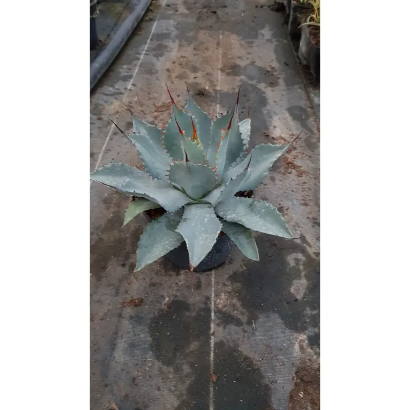 Agave parryi 'Truncata' / Agave de Parry / Conteneur de 2 à 2.9 litres
