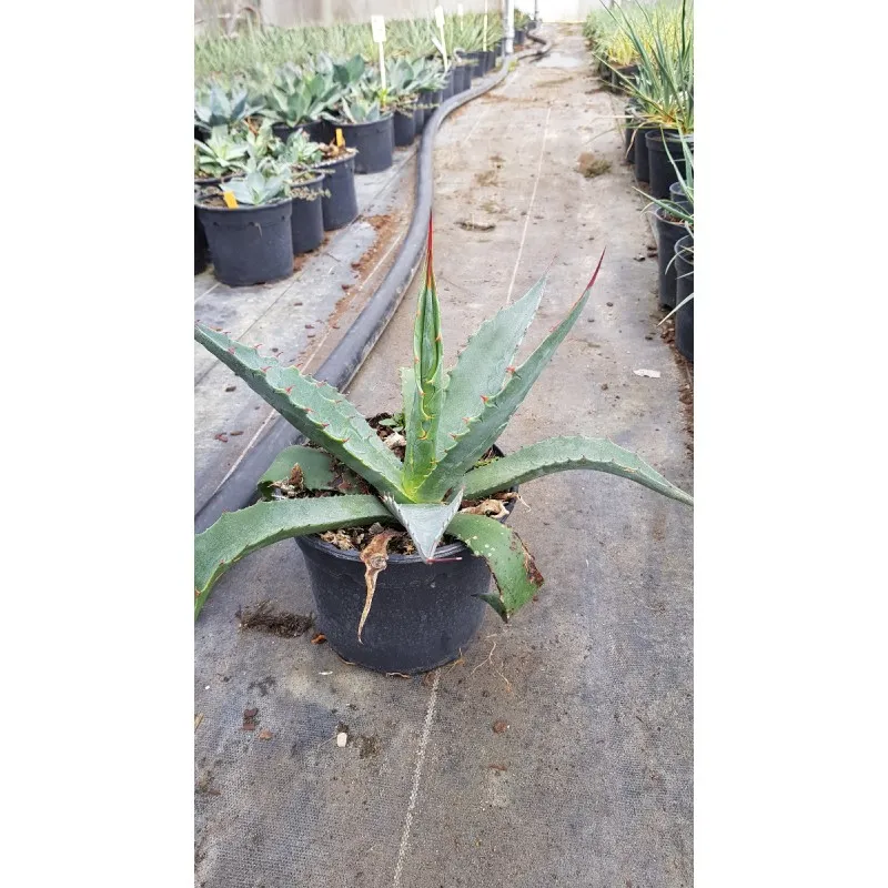 Agave chrysantha / Agave dorée / Conteneur de 2 à 2.9 litres