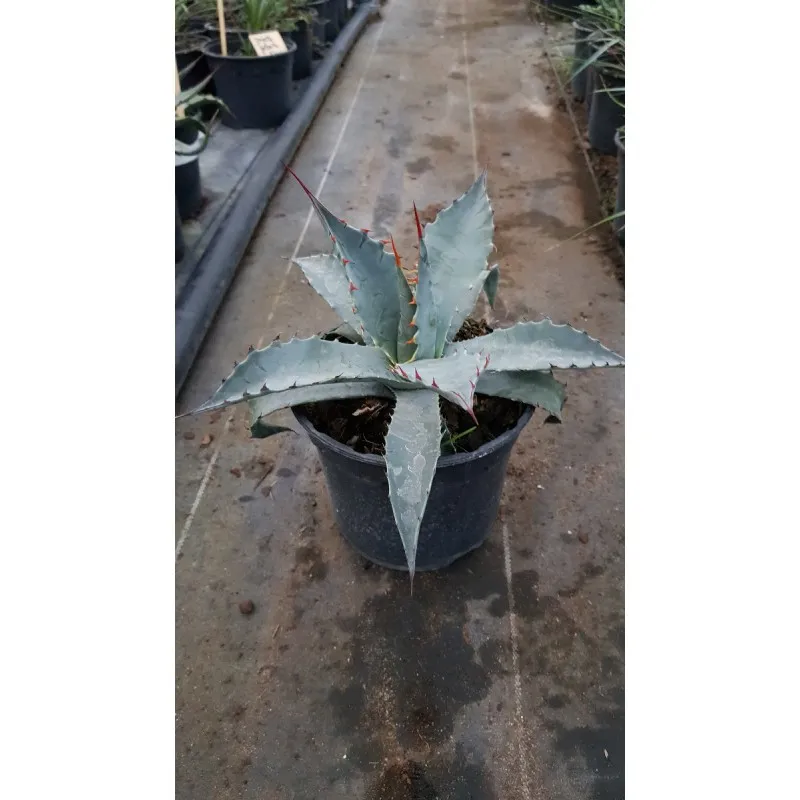 Agave deserti var. 'Simplex' / Conteneur de 2 à 2.9 litres