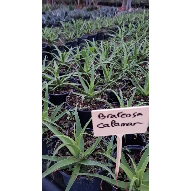 Agave bracteosa 'Calamar' / Conteneur de 2 à 2.9 litres