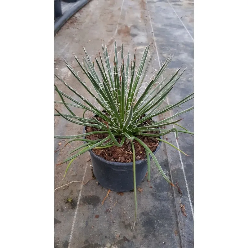 Agave geminiflora / Agave à fleurs géminées / Conteneur de 2 à 2.9 litres